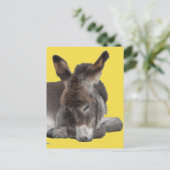 Carte Postale Donkey Foal (Debout devant)