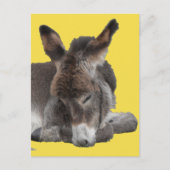 Carte Postale Donkey Foal (Devant)