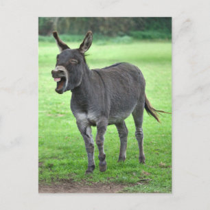 Carte postale Donkey Laugh