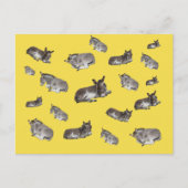 Carte Postale Donkey Mania (Devant)