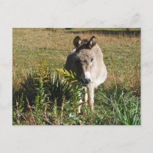 Carte Postale Donkey Picking Yellow Automne Fleurs sauvages