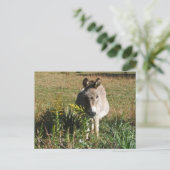 Carte Postale Donkey picking yellow Autumn (Debout devant)