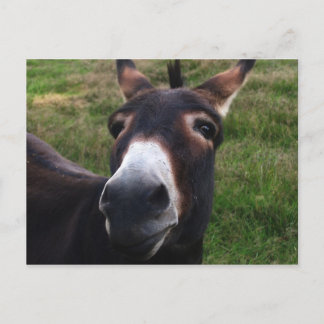 Carte postale Donkey souriant