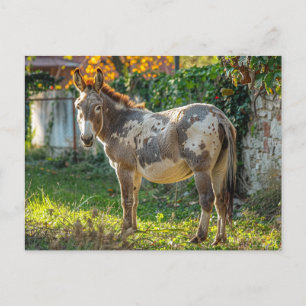 Carte postale Donkey Spotted