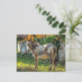 Carte postale Donkey Spotted (Debout devant)