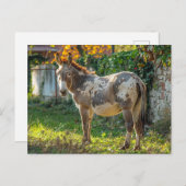 Carte postale Donkey Spotted (Devant / Derrière)