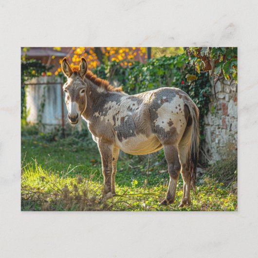 Carte postale Donkey Spotted (Devant)