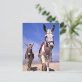 Carte Postale Donkeys, Blackpool Beach, Angleterre (Debout devant)