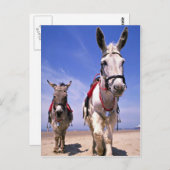 Carte Postale Donkeys, Blackpool Beach, Angleterre (Devant / Derrière)