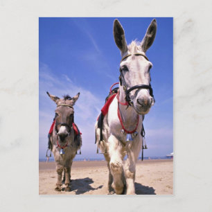 Carte Postale Donkeys, Blackpool Beach, Angleterre