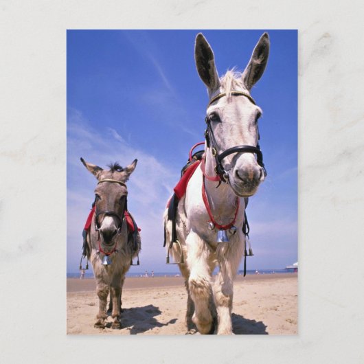 Carte Postale Donkeys, Blackpool Beach, Angleterre (Devant)