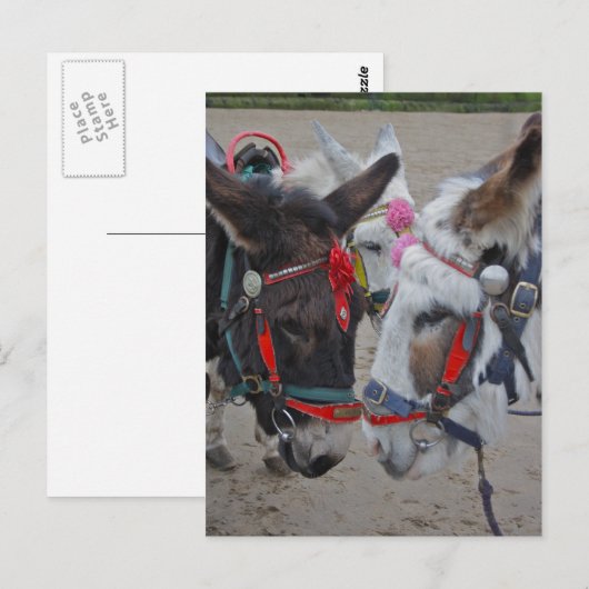 Carte postale Donkeys bord de mer (Devant / Derrière)