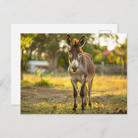 Carte postale Donkeys Burro (Devant / Derrière)