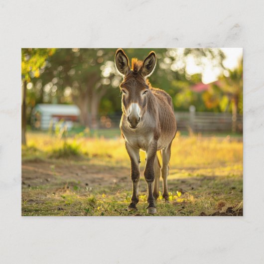 Carte postale Donkeys Burro (Devant)