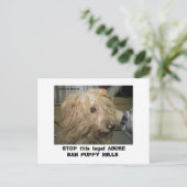 Carte Postale DonnerBichon12-10-08 (42), STOP this legal ABU... (Debout devant)