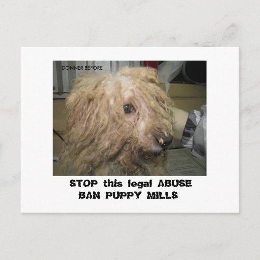 Carte Postale DonnerBichon12-10-08 (42), STOP this legal ABU... (Devant)