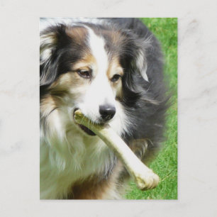 Carte Postale Donnez un os au chien
