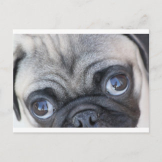 Carte Postale Doobie's Eyes