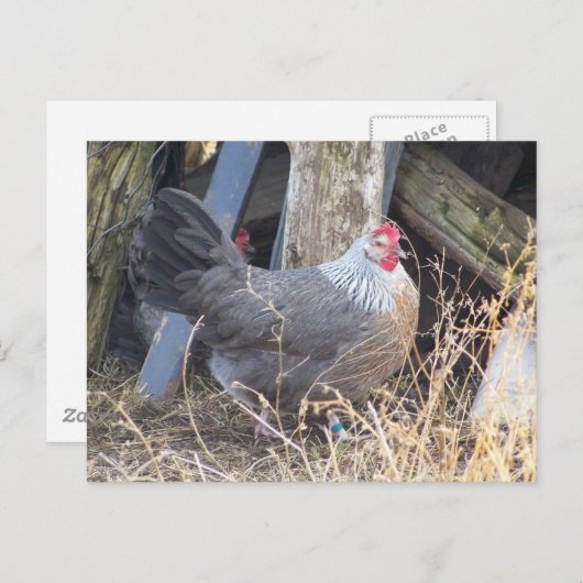 Carte Postale Dorage Gris Argent Libre Gamme Hen (Devant / Derrière)