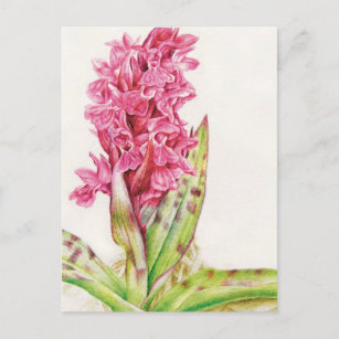 Carte postale d'orchidée d'Hébrideaui