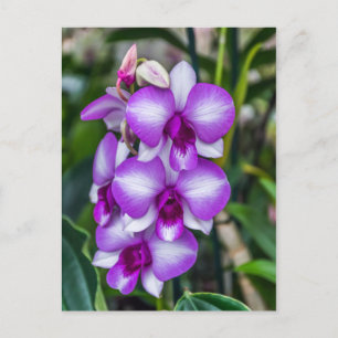 Carte postale d'orchidées blanches et violettes