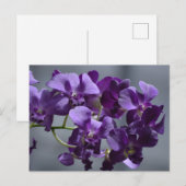 Carte postale d'orchidées violettes (Devant / Derrière)