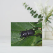 Carte Postale Dorcus parallelipipedus, le moindre dendroctone du (Debout devant)