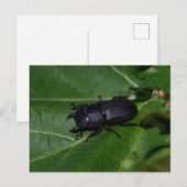 Carte Postale Dorcus parallelipipedus, le moindre dendroctone du (Devant / Derrière)