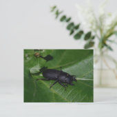 Carte Postale Dorcus parallelipipedus, le moindre dendroctone du (Debout devant)