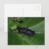 Carte Postale Dorcus parallelipipedus, le moindre dendroctone du (Devant / Derrière)