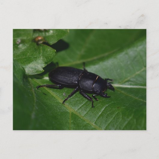 Carte Postale Dorcus parallelipipedus, le moindre dendroctone du (Devant)