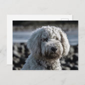 Carte Postale doré (Devant / Derrière)