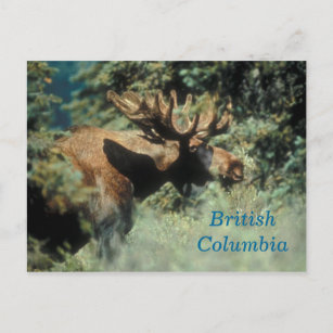 Carte postale d'orignal de la Colombie-Britannique