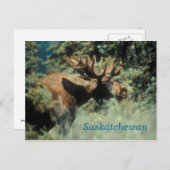 Carte postale d'orignal de la Saskatchewan (Devant / Derrière)