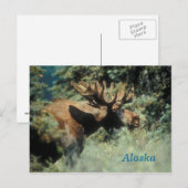 Carte postale d'orignal de l'Alaska (Devant / Derrière)
