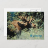 Carte postale d'orignal du Wyoming (Devant / Derrière)