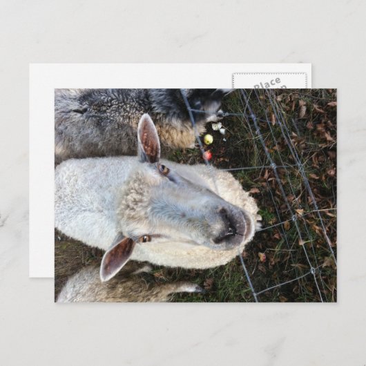 Carte Postale Doris les moutons (Devant / Derrière)