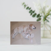 Carte Postale Dormant Golden Retriever (Debout devant)