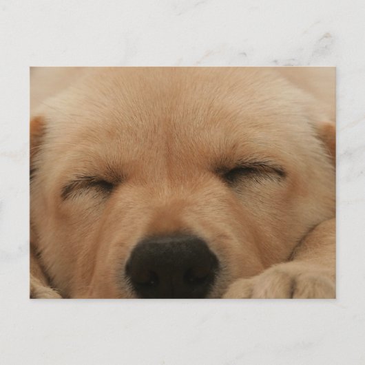 Carte postale dormante Golden Retriever (Devant)