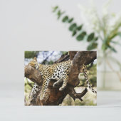 Carte Postale Dormir Cheetah (Debout devant)