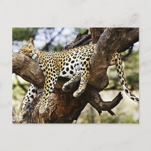 Carte Postale Dormir Cheetah (Devant)