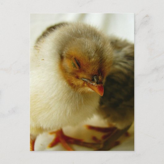 Carte Postale Dormir sur le travail (Devant)