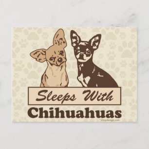 Carte Postale Dors Avec Chihuahuas