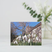 Carte postale Dorset Snowdrops (Debout devant)