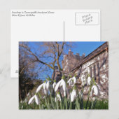 Carte postale Dorset Snowdrops (Devant / Derrière)