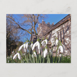 Carte postale Dorset Snowdrops