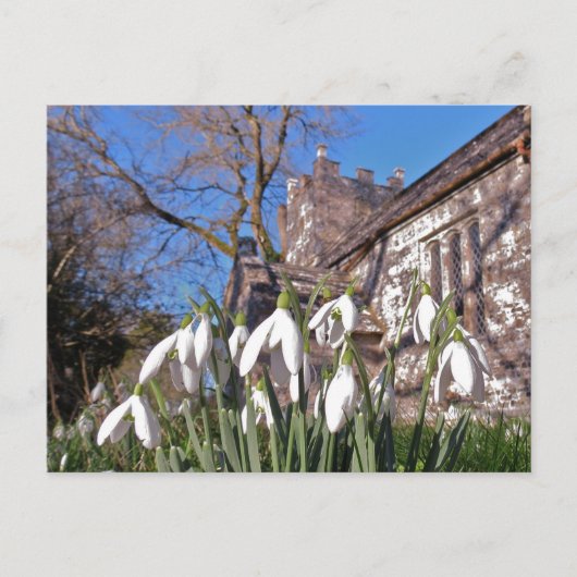 Carte postale Dorset Snowdrops (Devant)