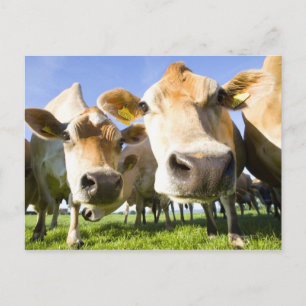 Carte Postale Dorset, UK