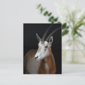 Carte postale d'Oryx (Debout devant)