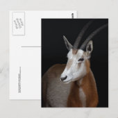 Carte postale d'Oryx (Devant / Derrière)